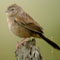 botteris sparrow