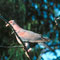 red billed pigeon
