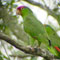 red cowned parrot